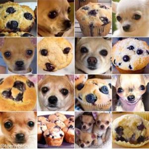 Grid of chihuahuas and blueberry muffins images.